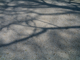shadows on the pavement