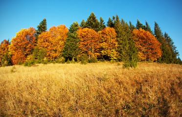 Fototapeta premium Autumn. Fall. Autumn panorama with trees, grass and blue sky in the forest of Carpathians - freedom and open space