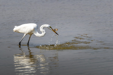 Great Egret (Ardea alba) seeking food
