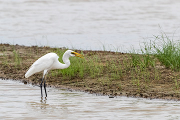Great Egret (Ardea alba) seeking food