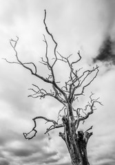 Dead Tree Cloudy Day