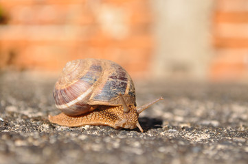 Little snail crawling on spring sun. Burgundy snail, Helix, Roman snail, edible snail or escargot crawling