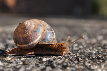 Little snail crawling on spring sun. Burgundy snail, Helix, Roman snail, edible snail or escargot crawling