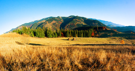 Autumn. Fall. Sunny autumn panorama with mountain, forest and blue sky in the forest of Carpathians - freedom and open space
