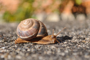 Little snail crawling on spring sun. Burgundy snail, Helix, Roman snail, edible snail or escargot crawling