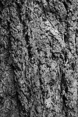 Textured Bark