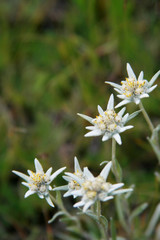 The modest alpine edelweiss flower against the backdrop of sparse mountain vegetation, common edelweiss - noble white. Swiss cudweed 