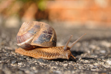 Little snail crawling on spring sun. Burgundy snail, Helix, Roman snail, edible snail or escargot crawling