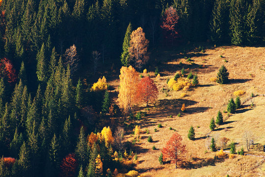 Orange, green and red colours of autumn forest in the Carpathian mountains