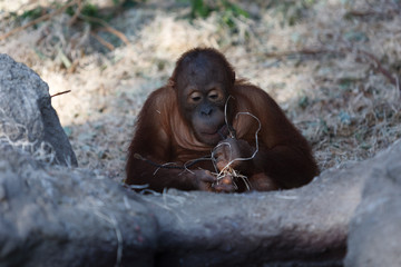 orangutan
