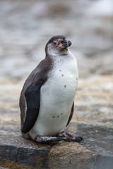penguin