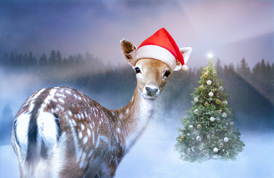 Kleines Reh in roter Weihnachtsm&uuml;tze schaut in die Kamera.