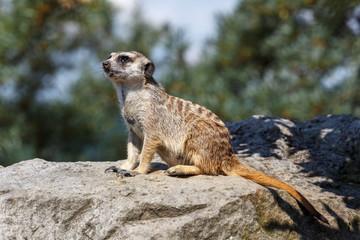meerkat on rock