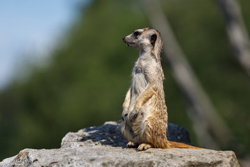 meerkat on guard