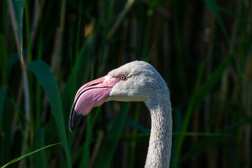 portrait of flamingo