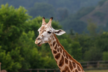 portrait of giraffe