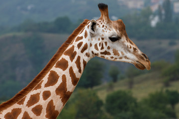 portrait of giraffe