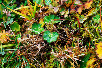 Autumn macro composition with grass, moss and multicolored leaves