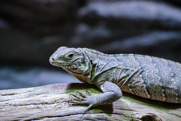 iguana on a branch
