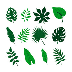 Fototapeta na wymiar Tropical leaves set. Jungle palm leaves collection.