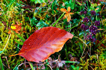 Autumn macro composition with grass, moss and multicolored leaves