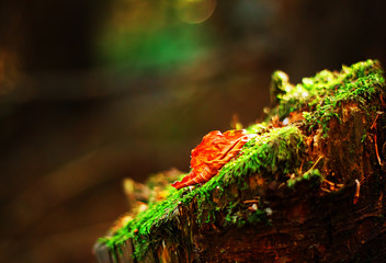 Autumn macro composition with moss and orange leaf