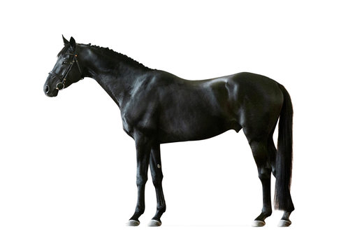 black russian saddlebred horse isolated on white background