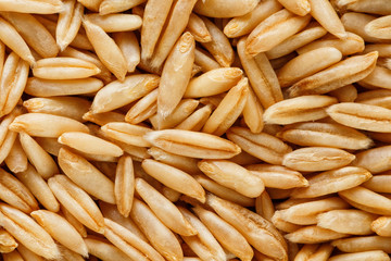 natural oat grains background, close up. Gold grain.