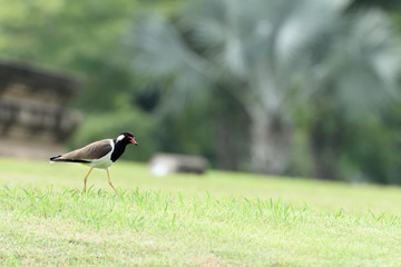 Red - wattled lapwing