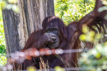 orangutan looks like he is thinking