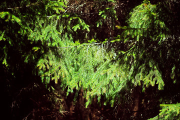 Fototapeta premium Closeup of evergreen fir branch