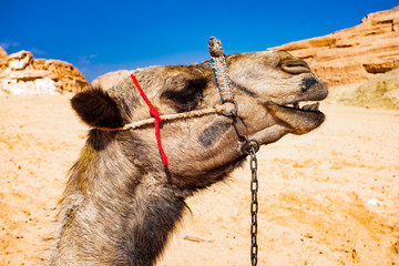 The desert transport is a camel