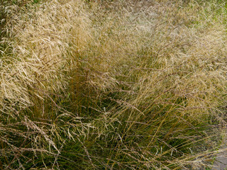 field of grasses