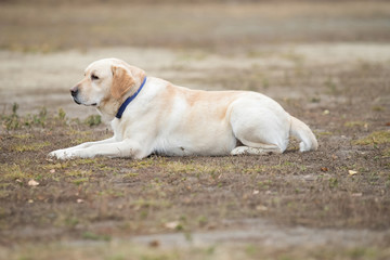 Dog in an agility competition set up in a green grassy park