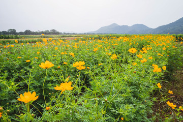 Field of cosmos flower. flower background with yellow flowers. Beautiful yellow flowers.