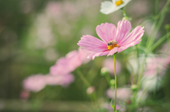 Fototapeta Cosmos flowers blooming in flower field pastel color style.