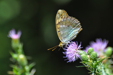 Argynnis pandora - Cardinal cloak butterfly on a flower in meadow with a green background