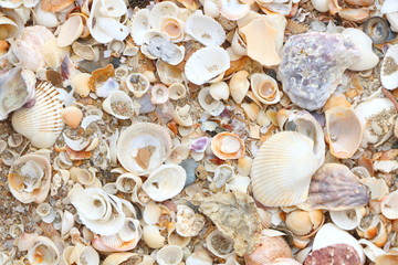 Many dirty broken sea shells background