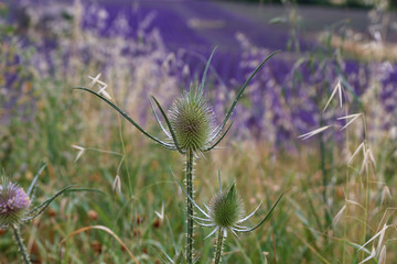 Thistle with blurred lavender field behind