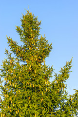 A lot of brown cones on the branches of a fir tree and against the blue sky.