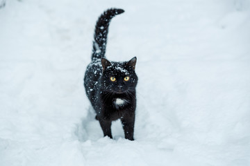 A black cat goes through the snow during a snowfall. Sneaking through the snow  cat. 
