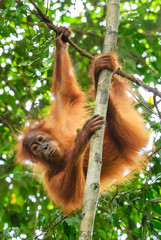 Naklejka premium Sumatran Orang-utan - Pongo abelii, hominid primate from Sumatran forests, Indonesia.
