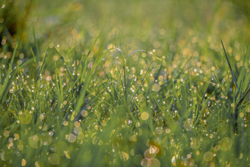 Close up fresh thick grass with water drops in the morning blurred background. Bokeh drop with...