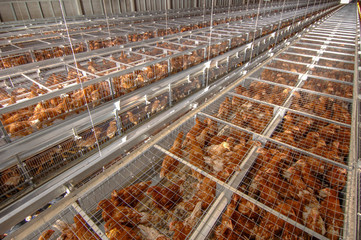 Little Brown Layer Chicken in cage at Poultry farm business © chayakorn