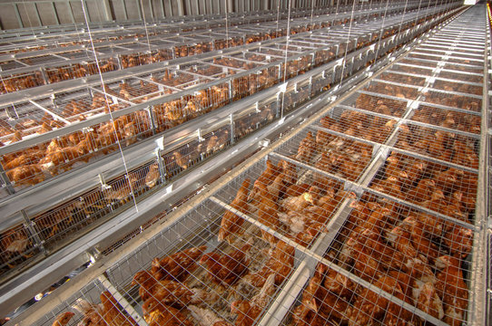 Little Brown Layer Chicken in cage at Poultry farm business