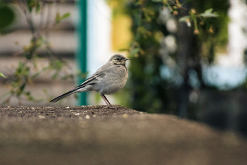 Motacilla alba motacilla on wooden boards