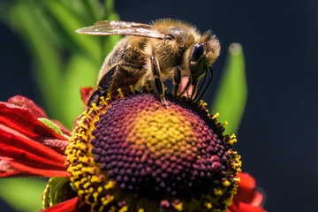 Bee on a red helenium flower