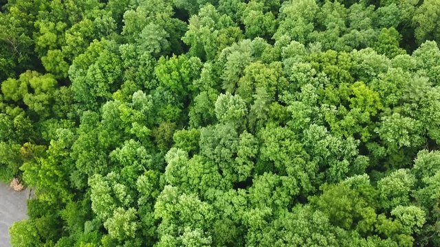Moving forward over the trees on the mountains