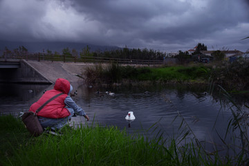 Obraz na płótnie Canvas Ducks in the pond in the autumn rainy weather