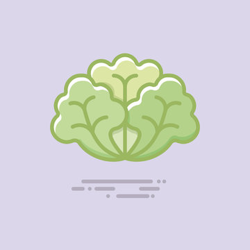 Lettuce vegetable filled line vector icon